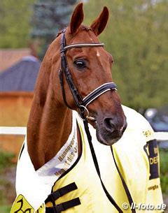 breitling dressage stallion|Breitling W Named Hanoverian Stallion of the Year 2014.